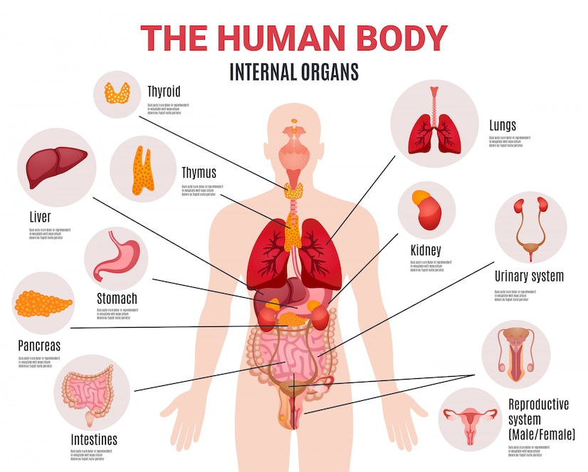 human body -internal-organs