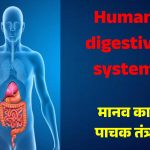 Human digestive system (मानव का पाचक तंत्र)