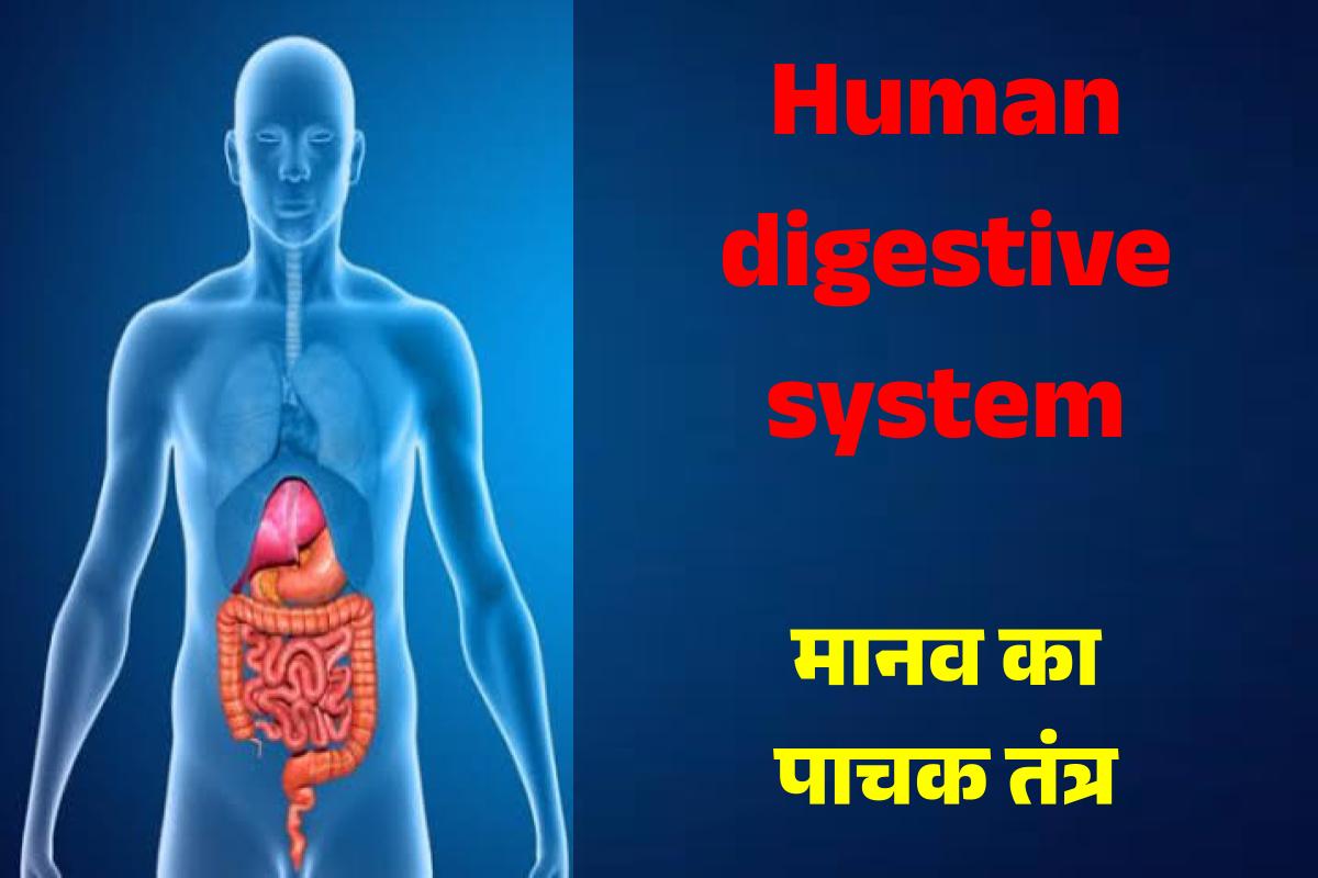Human digestive system (मानव का पाचक तंत्र)