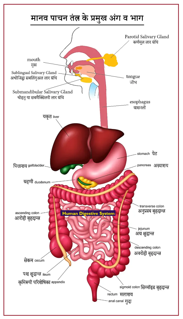 मानव पाचन तंत्र (अंग चित्र सहित) Human Digestive System in Hindi