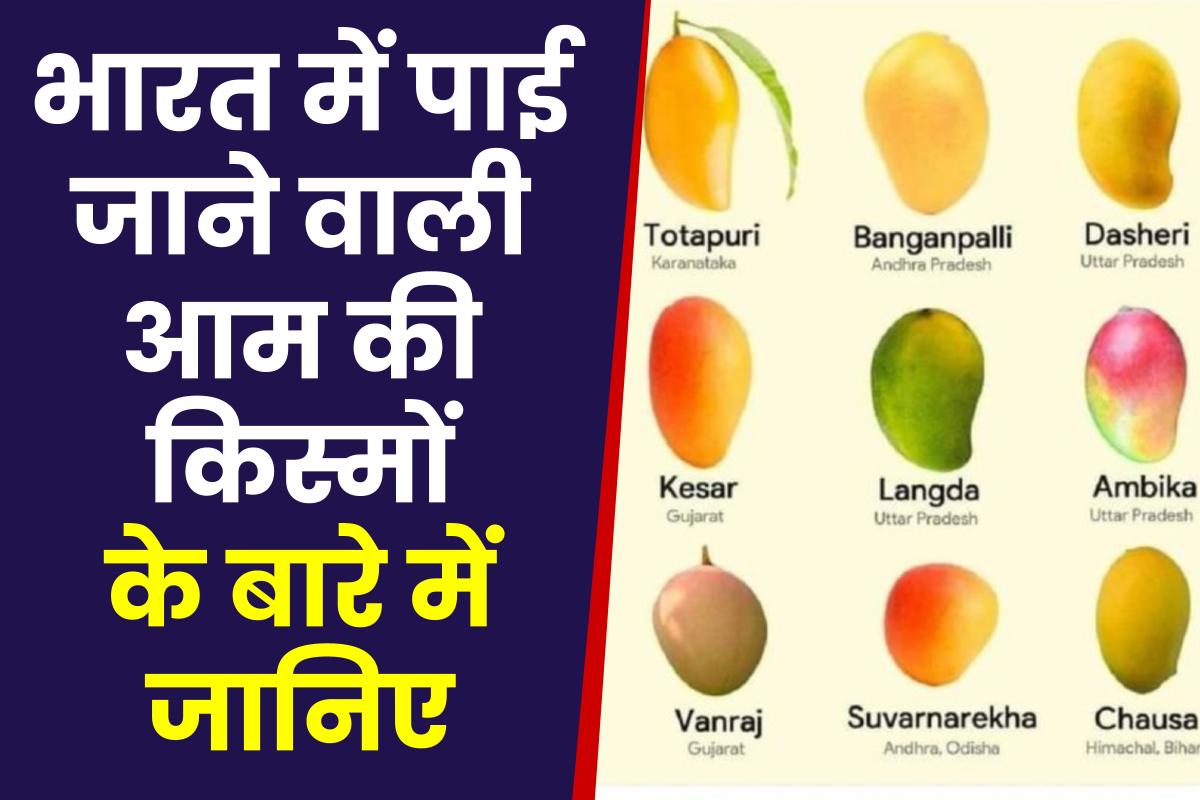 Mangoes in India : जानिए भारत में कहां पैदा होती है आम की कौन सी किस्म। Types of mango in India