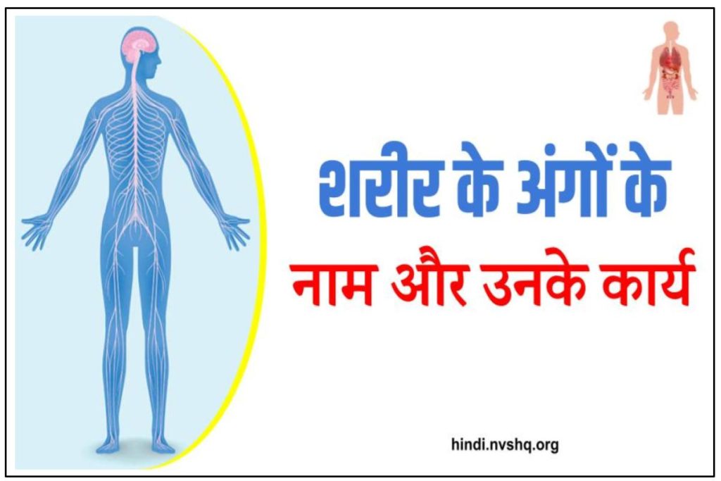 शरीर के अंगों के नाम और उनके कार्य (Body Parts Name in Hindi With Image)