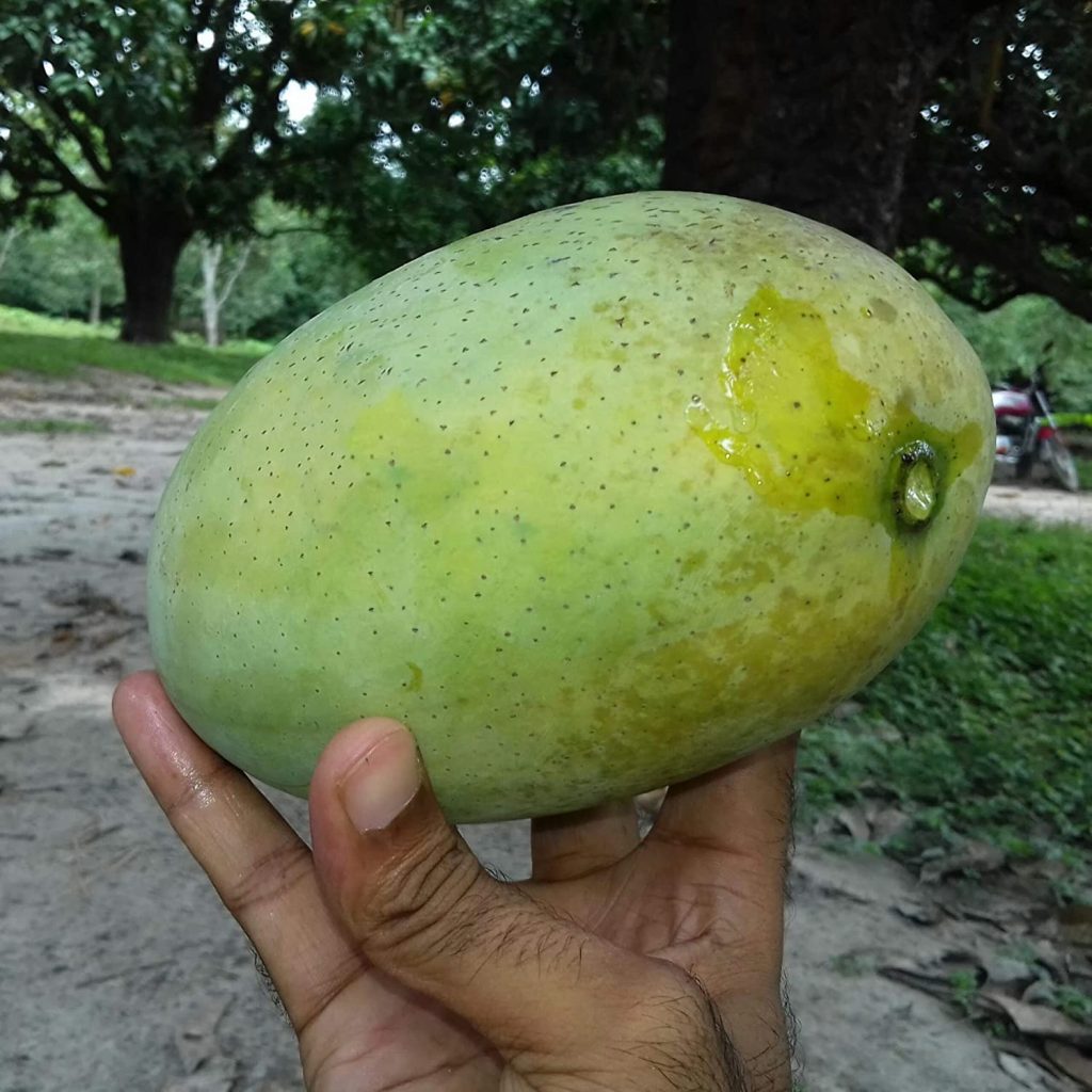 fazali mango