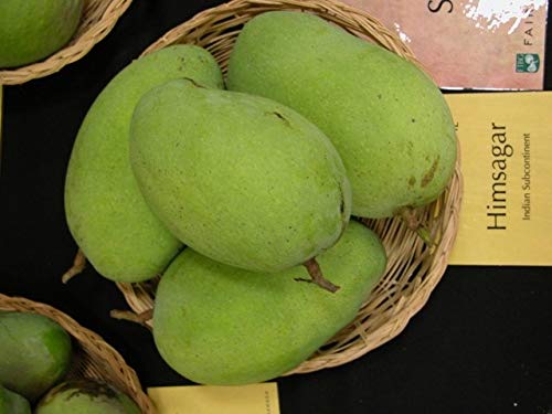 himsagar and kishan bhog mango