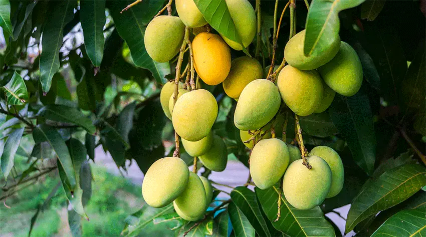 Mangoes in India