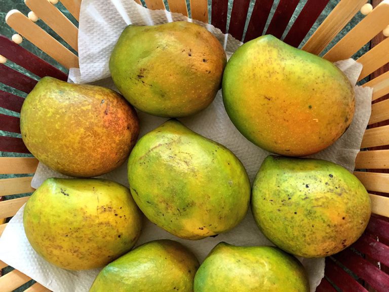 malgova mulgova mango