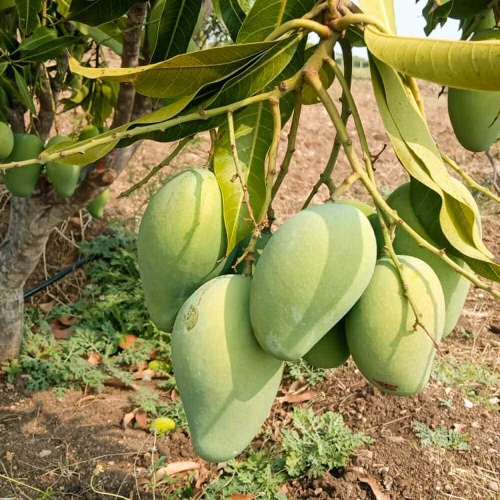 mallika mango