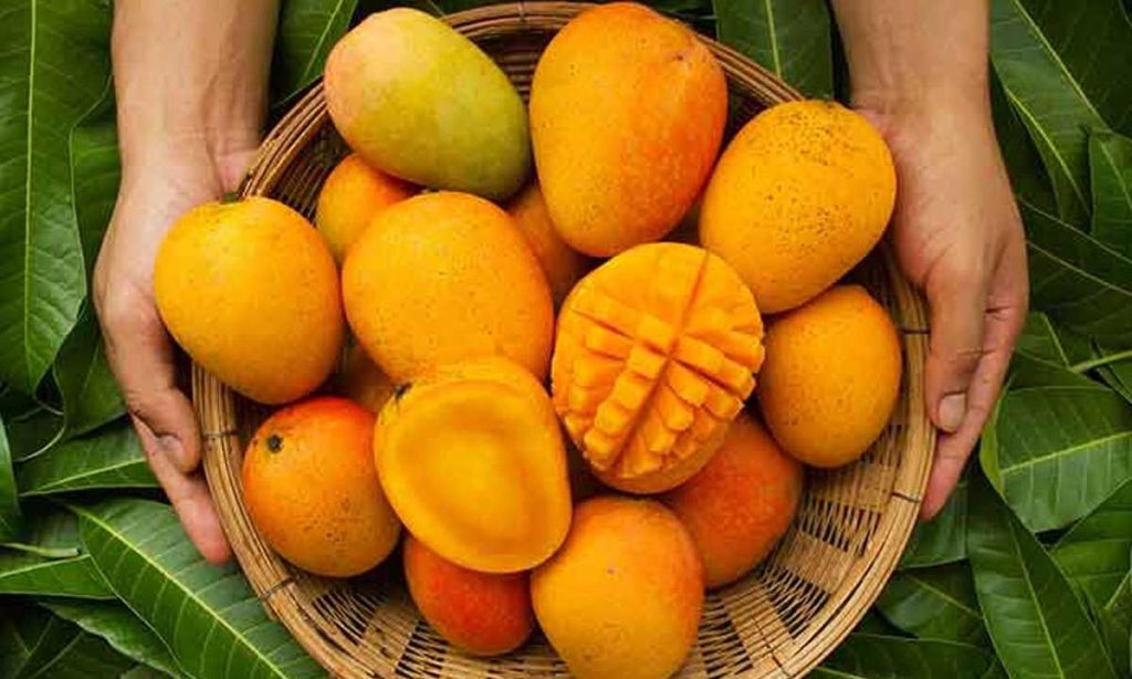 mankurad mango