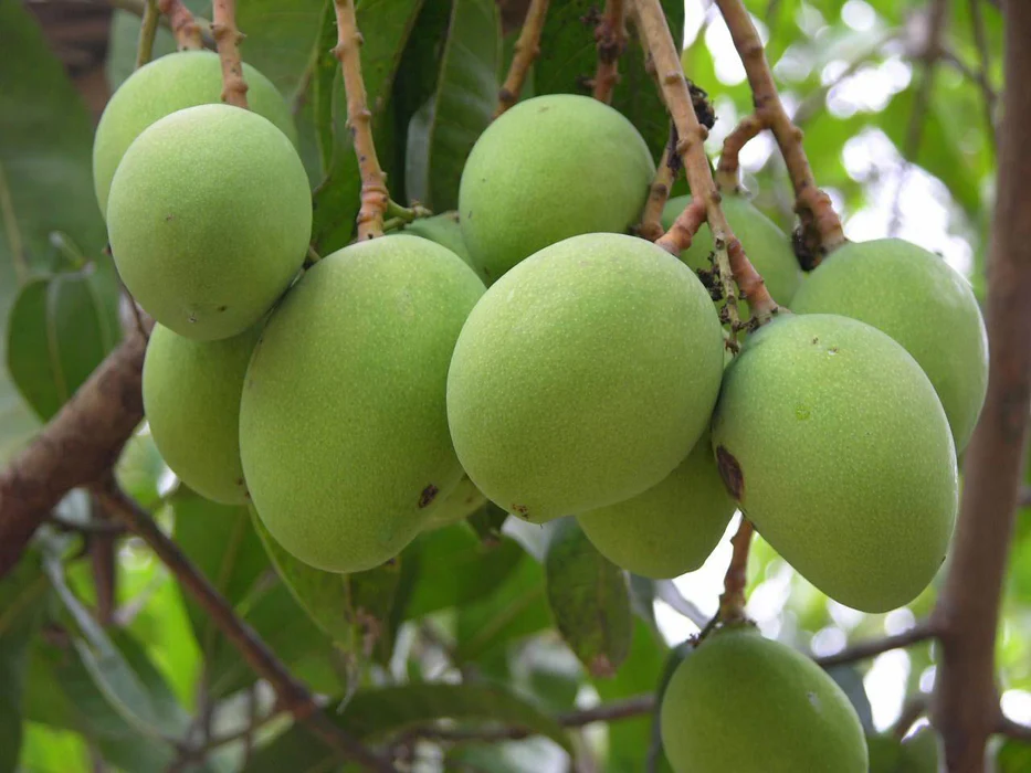neelma mango