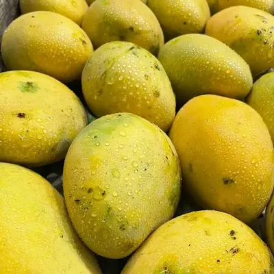 safeda mango