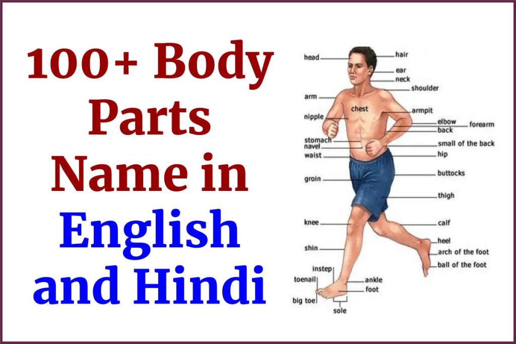 100+ Body Parts Name in English and Hindi