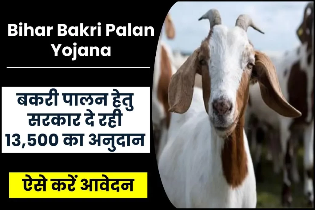 Bihar Bakri Palan Yojana: बकरी पालन हेतु सरकार दे रही 13,500 का अनुदान, ऐसे करें आवेदन