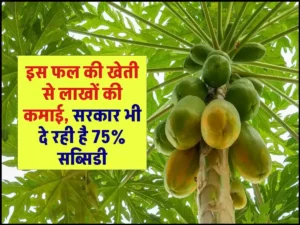 Business Idea: इस फल की खेती से लाखों की कमाई, सरकार भी दे रही है 75% सब्सिडी